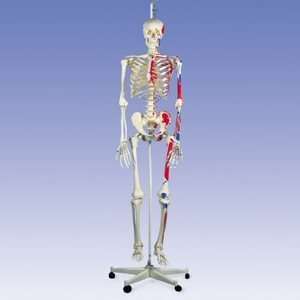   Skeleton Model Max, on Hanging 5 Foot Roller Stand, 73.2 Height