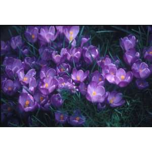  High Quality Purple Flower Photgraph 11 x 14