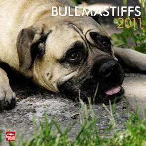  Bullmastiffs 2011 Wall Calendar 12 X 12