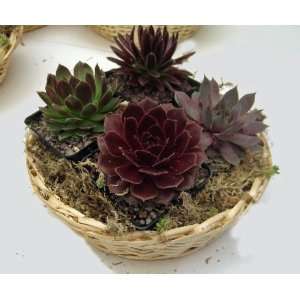  4 Plant Succulent Gift Basket Patio, Lawn & Garden