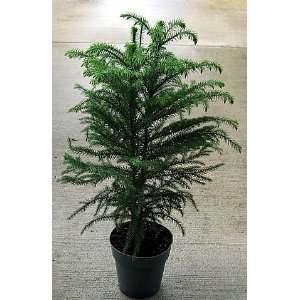  Norfolk Island Pine   The Indoor Christmas Tree   6 Pot 