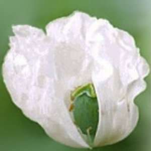  500 Organic Afghan Poppy Seeds Papaver Somniferum Patio 