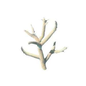  Worldwide Imports Staghorn Coral 5 7