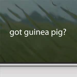  Got Guinea Pig? White Sticker Cavy 4 H Hamster Gerbil 