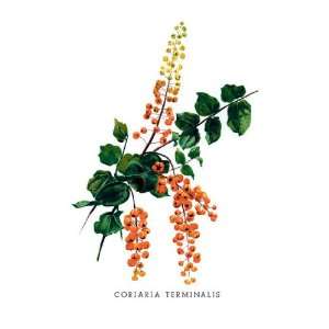  Coriaria Terminalis 12x18 Giclee on canvas