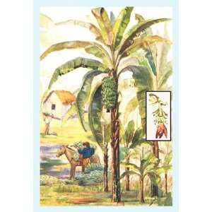  Exclusive By Buyenlarge Banana Trees 20x30 poster