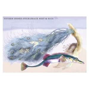 Fifteen Spined Stickleback Nest and Eggs 20x30 Poster Paper  