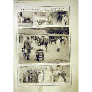   Horse Hospital Veterinary Chalons Operation Print 1917