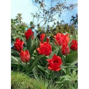  Tulip Princess Charmante   100 per Box