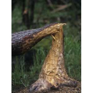  Tree Chewed by Beavers (Castor Canadensis), North America 