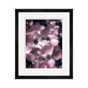 Dogwood Tree I Framed Giclee Print