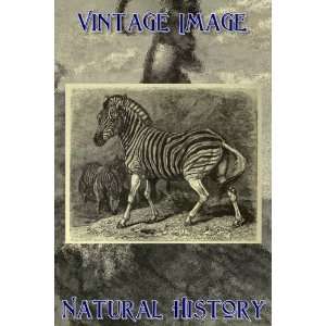  Acrylic Keyring Key Ring Vintage Natural History Image Burchells Zebra