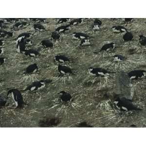  Nesting Chinstrap Penguins in a Rookery on Baily Head 