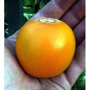  Lulo Naranjilla 10 Seeds   Solanum quitoense   Tropical 