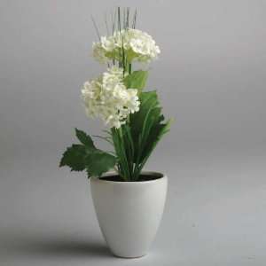  Potted Snowball Hydrangea