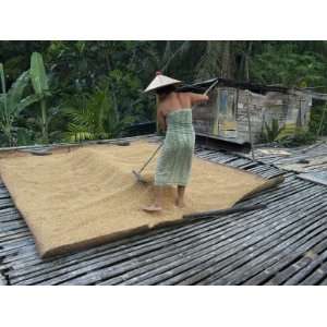  Iban Tribeswoman Raking Through Drying Rice Crop on 