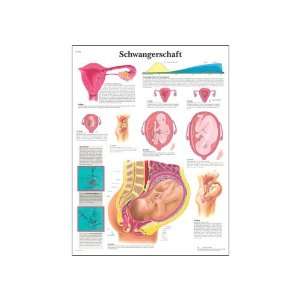  Glossy Paper Schwangerschaft Anatomical (Pregnancy Anatomical Chart 