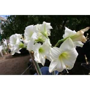  Amaryllis White Baby®