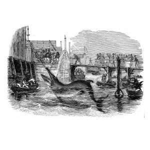  Catching a Whale Off Deptford Pier, London, 1842 Stretched 