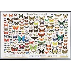 Butterflies of the World Chart  Industrial & Scientific