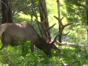 Guided Trophy Bull Elk Hunts in Cody, Wyoming  