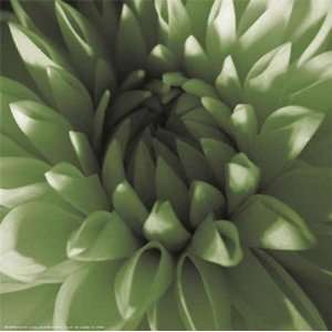  Dahlia   Green by Shawn Kapitan 10x10