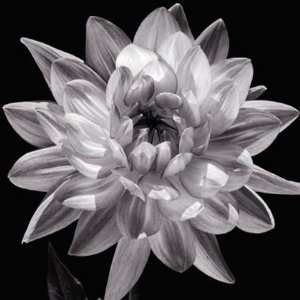 White Dahlia I by Caroline Kelly 20x20 