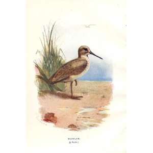 Dunlin By A Thorburn Wild Birds Print 1903