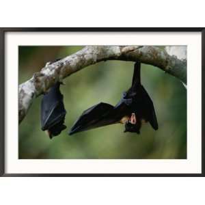  Flying Fox Bats Hang from a Limb in an American Samoa 