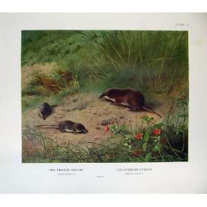   Thorburn Lesser Common Shrew Sorex Minutus Mammals