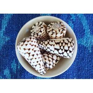  Marbled Cone Seashells (Conus Marmoreus)   3 pcs 