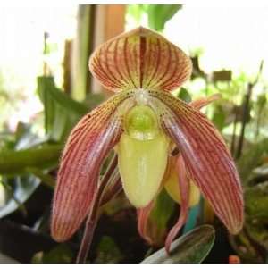 Paph Conestoga hard to find hybrid orchid, blooming size  