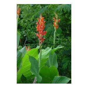    Canna Indica   RED Flowers 3 seeds nice Patio, Lawn & Garden