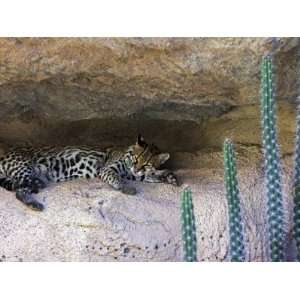  Ocelot Resting in the Shade of a Cave. Arizona, USA Animal 