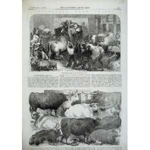  1856 Smithfield Club Prize Animals Cattle Baker Cow Ox