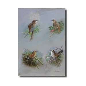  Several Different Species Of Wren Giclee Print