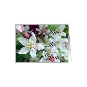  Elegant White Crabapple Blooms Blank Card Health 