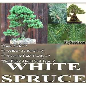  30 White Spruce Tree Picea glauca Seeds ~ EXCELLENT BONSAI 