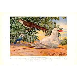 com 1925 Parasitic Cuckoo Marquesan kingfisher red tailed tropic bird 