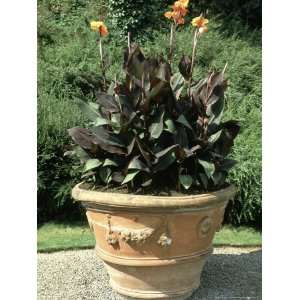  Container & Tropical Plant Canna X Hybrida in Large Urn 