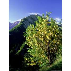  Wild Laburnum, Col Dallos Maritime Alps, France Premium 