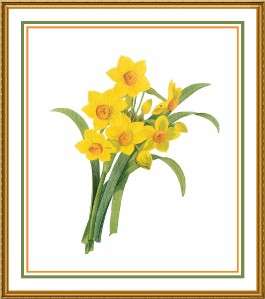 Redoute FlowerIllustration of Daffodils Counted Cross Stitch Chart 