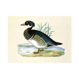  Wood Duck (Sarcelle De La Caroline)    Print