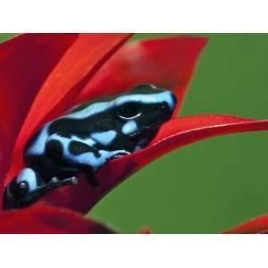  Blue and Black Poison Dart Frog, Panama Blue Photographic 