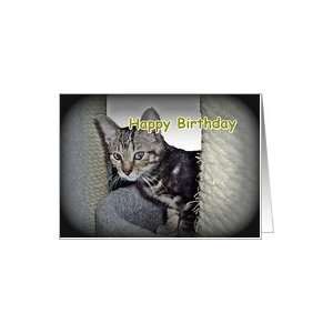    Kitten on Tree    Happy Birthday Best Buddy Card Toys & Games