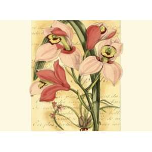  French Orchid   Poster by Samuel Curtis (13x9.5)