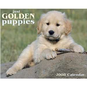  Just Golden Puppies 2008 Wall Calendar
