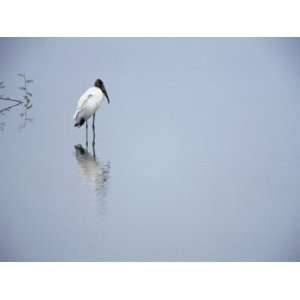  A Lone Wood Stork, Stalking in the Shallows, Playa 