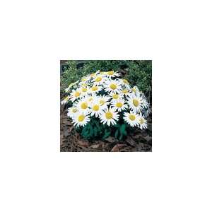  Shasta Daisy Snow Lady Plant Patio, Lawn & Garden