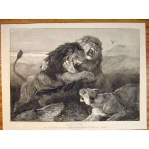   Lions Fighting Hardy Royal Academy Fine Art 1873 Print